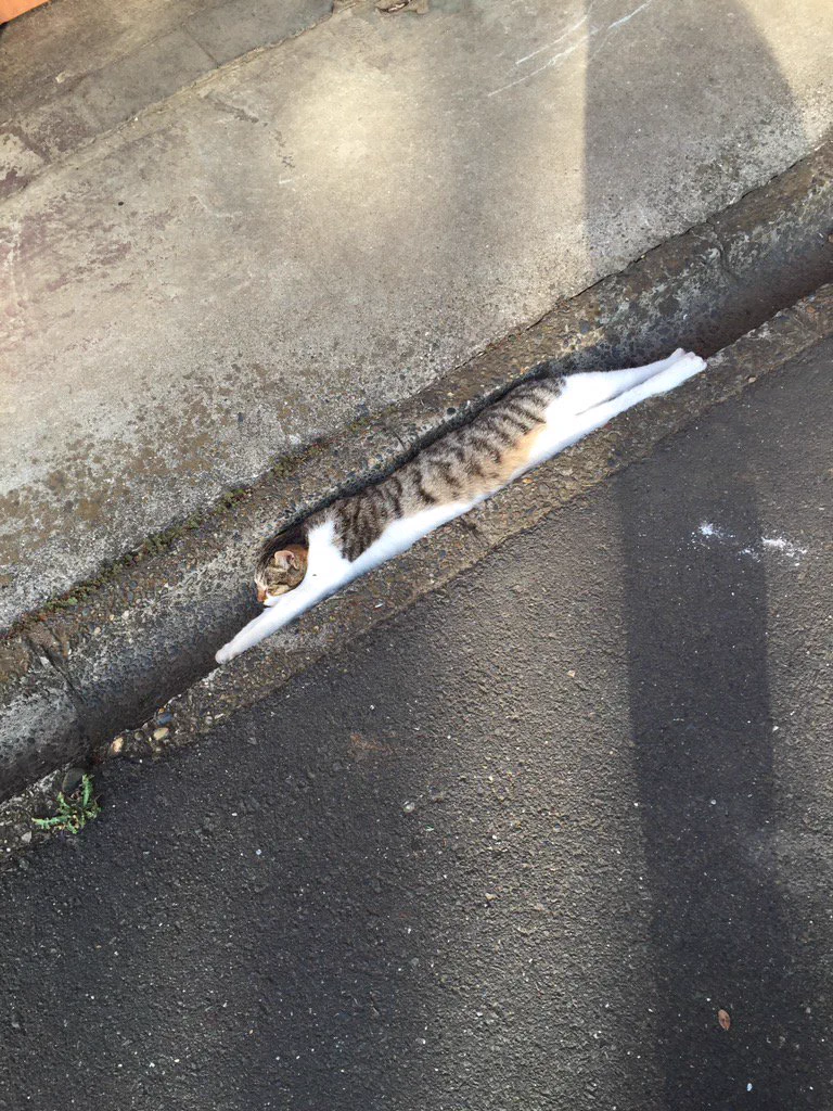 綺麗にフィット！はまってしまってるけどかわいい猫ｗｗｗ