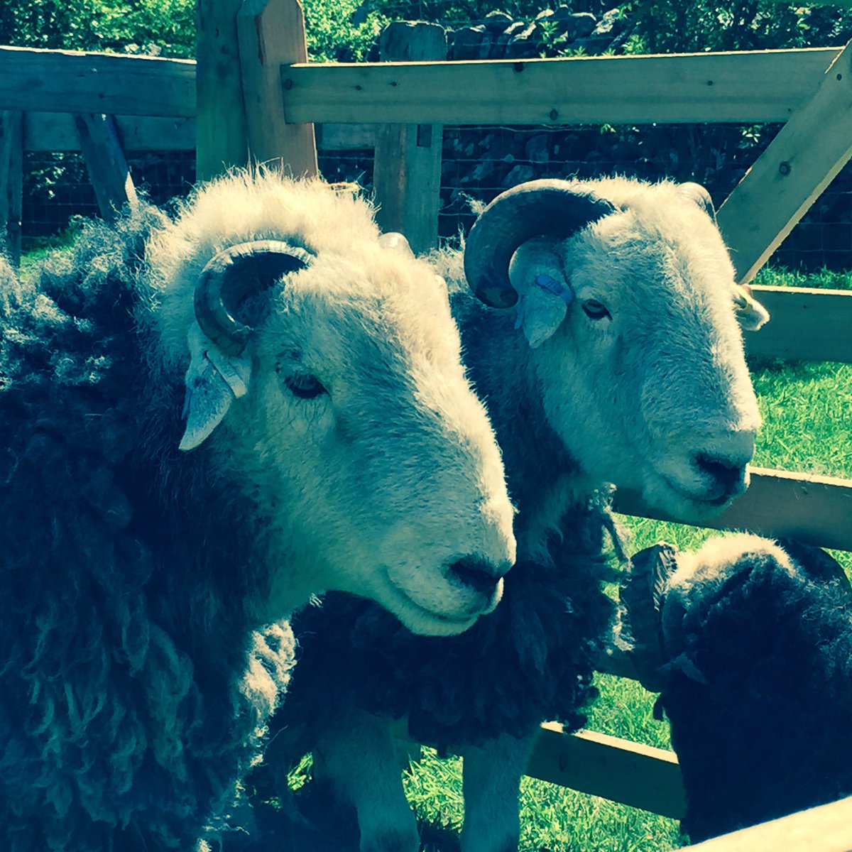 Woolpack Inn (@woolpackboot) on Twitter photo Busy day today: wedding, hen party, stag party & this...#MayMeet for all #Herdwick farmers <a href="/eskdale1/">Eskdale Campsite</a> <a href="/herdyshepherd1/">James Rebanks</a> Busy day today: wedding, hen party, stag party & this...#MayMeet for all #Herdwick farmers <a href="/eskdale1/">Eskdale Campsite</a> <a href="/herdyshepherd1/">James Rebanks</a>