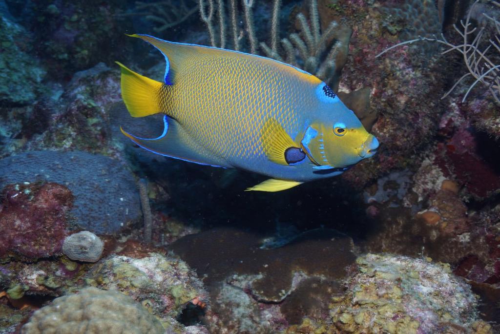 papayodivers's tweet photo. Wall Dive...
https://t.co/Ytv9JHchmX
787-951-3014
787-808-0077
La Parguera,P.R https://t.co/8pU3PnpgED