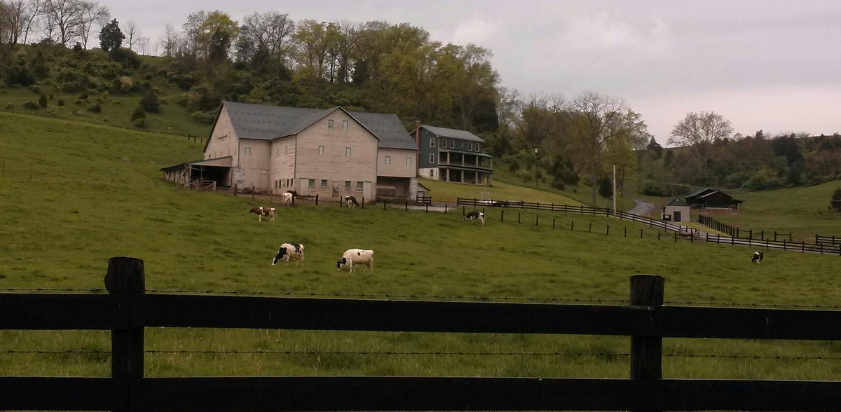 575Owls's tweet photo. Rainy morning cows
The stone-picked fields beyond
Need cleared again.
#farming #haiku #pickingrocks https://t.co/N650w4qt4Q