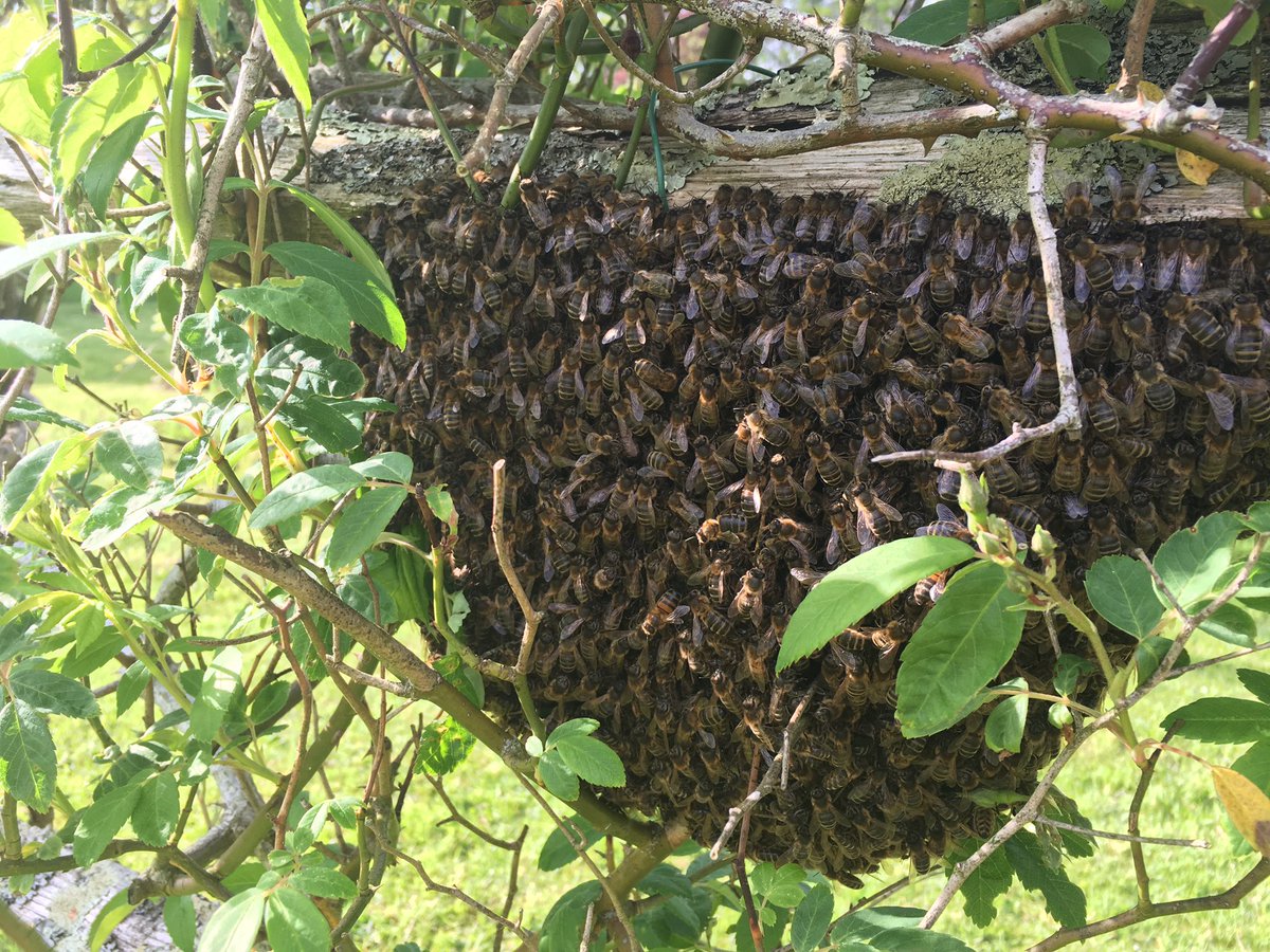 newmanstings's tweet image. #UrbanProblems #67: &quot;Bee colony up in my rose bush fam, innit!&quot;