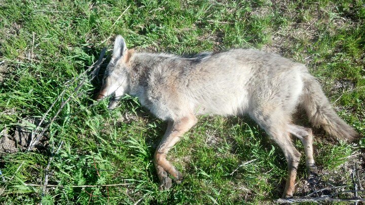 cruisin88's tweet photo. 4th coyote this #calving16 season! Thanks to my trusty @DanielDefense &amp; #Hornady bullets 4 some gr8 #predatorhunting https://t.co/lLhiMafNLb