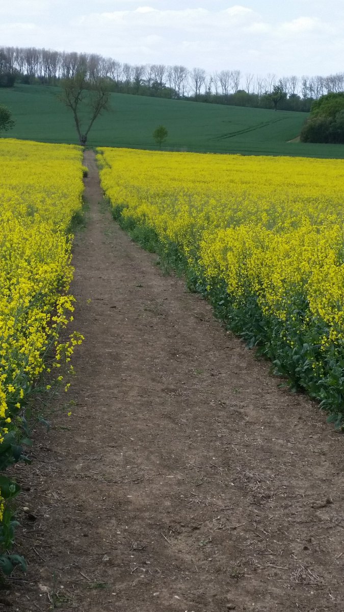 MKLanguageCafe's tweet photo. @TheParksTrust
Love MK and the walks through fields
Thanks so much to his guide for the lovely walk 5
#FrenchMK https://t.co/ee9WPWlTH1