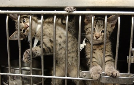 CrazyOlBill's tweet photo. @romerocityes @Stoat_News I just rescued these cats from a shelter, the illuminati won't save em. https://t.co/6hhtQxFND5