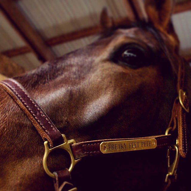 HoP_Racing's tweet photo. Freaky Feet Pete returns to @HoP_Racing tonight! Looking for his third straight, Race8 post6! #LetsGetFreaky #PlayHP https://t.co/2OAMeKZQMw