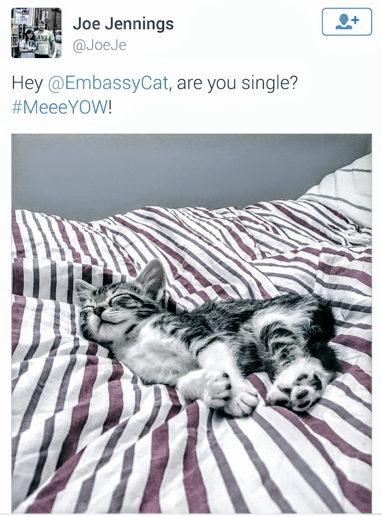 FreeEmbassyCat's tweet photo. The Followers of the Dark Lord try to turn me with carnal pleasures. Meow
#EC4Me
https://t.co/yQiVyyLLM5 https://t.co/ArEXFE3SIO