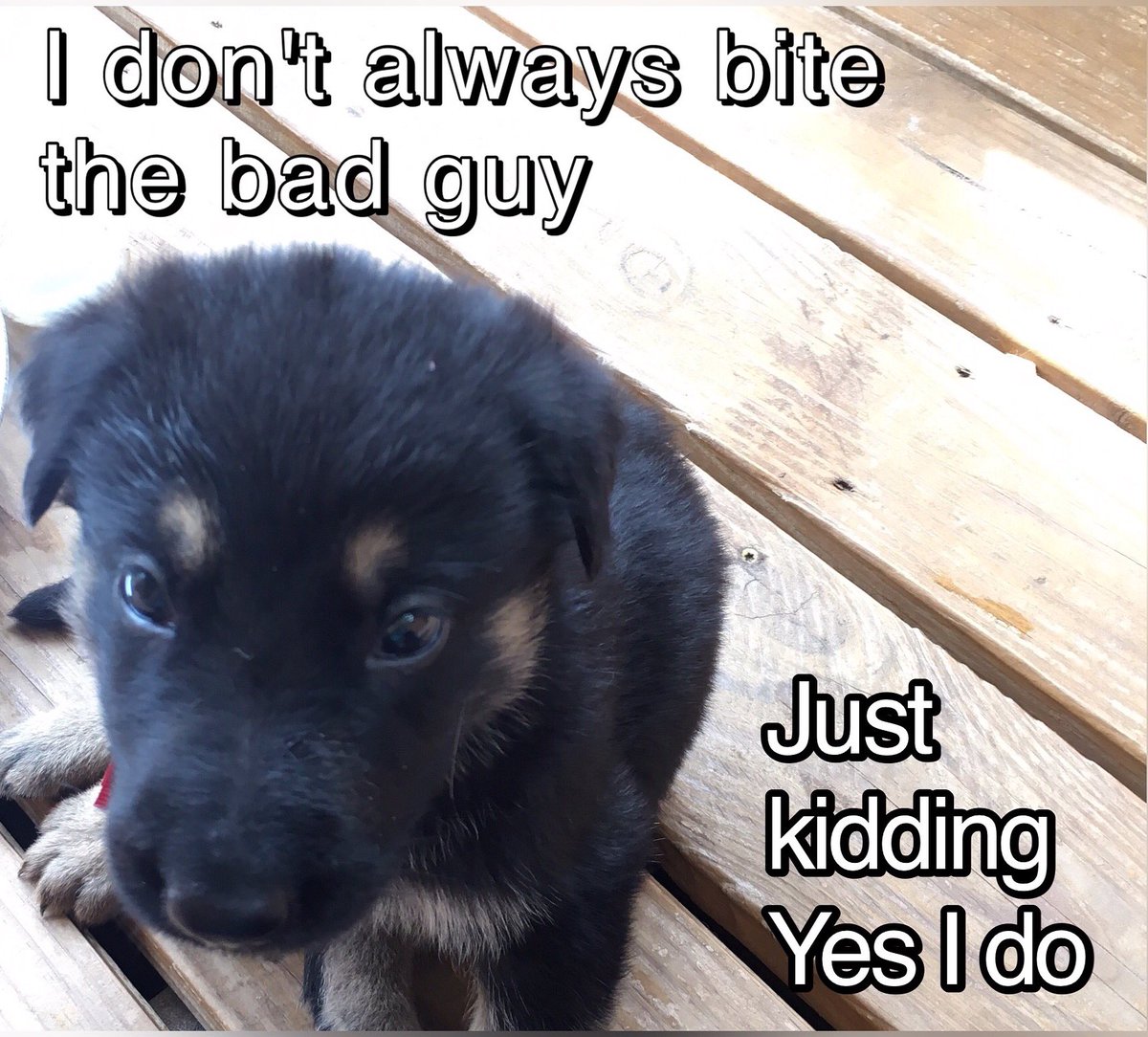 anna_westerman's tweet photo. Contact me for AKC GS puppies. This is Red, aka Bruiser. #GSD FB page Westerman Shepherds https://t.co/4dSof7BDd8