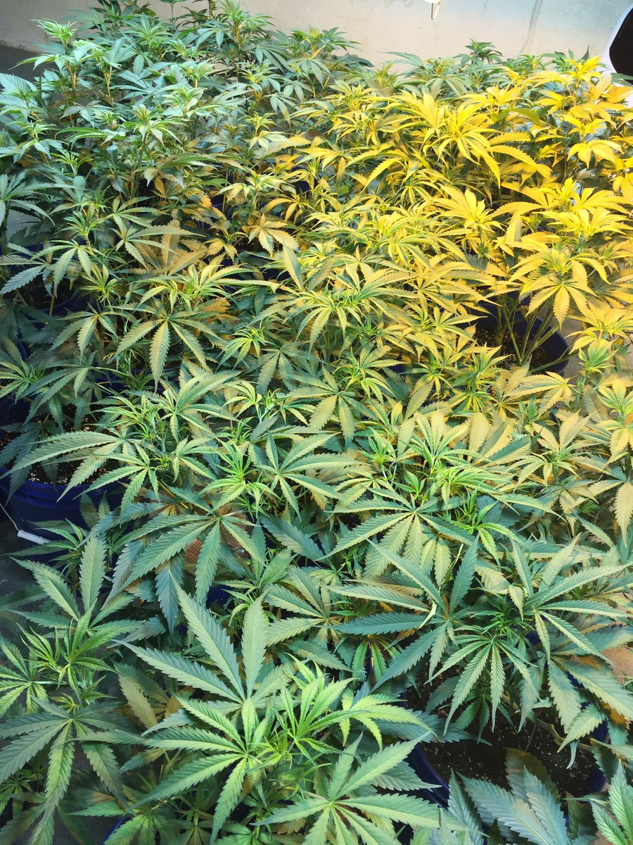 Dawn of flower day 2. Buckle up this will get interesting 👌🏼 #cannabis #caregivers #flower #Maine