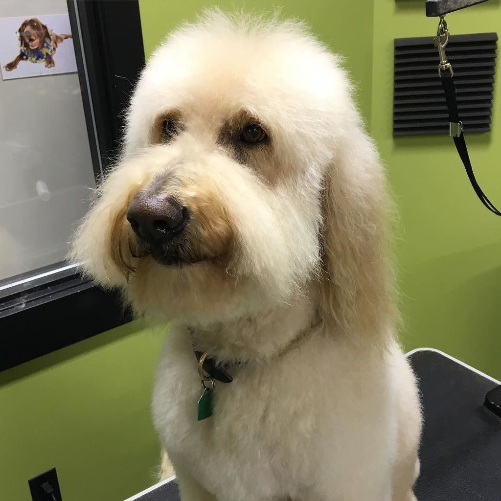 Dee_O_Gee's tweet photo. Meet Otter, a very happy goldendoodle! ๐ถ๐พ๐ถ#dogsofbozeman #goldendoodle #happydog https://t.co/G92UEgr8ps