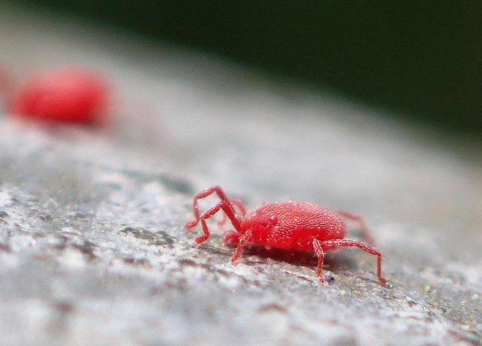家の中やベランダに現れる 小さい赤い蜘蛛 毒や害はあるの とれぴく