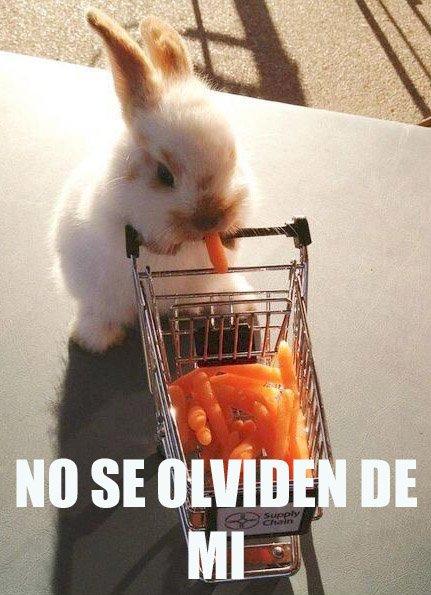 CanMundo's tweet image. Si hacen las compras el sabado, no se olviden de su engreido
#FelizSabado #conejo