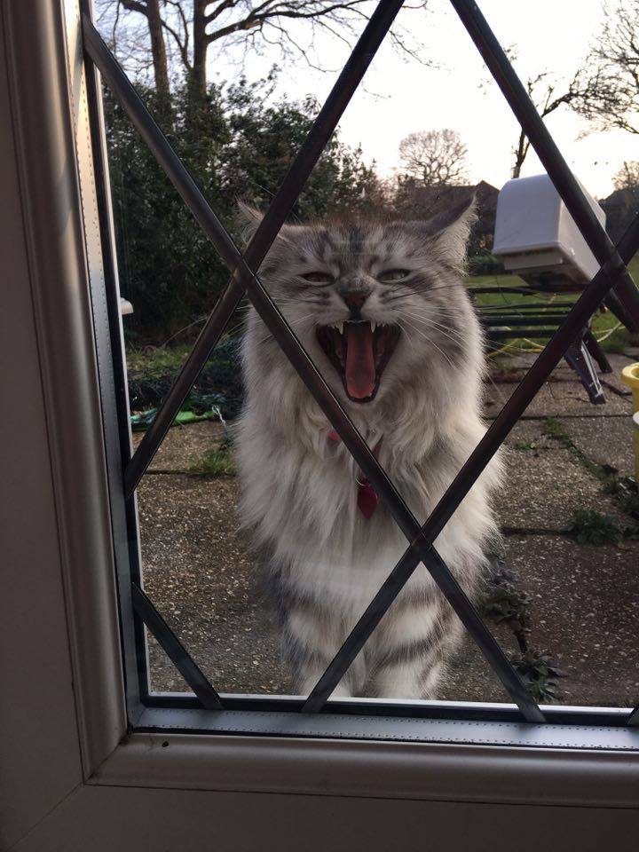 ProjectOnyxCat's tweet photo. Meet Rosie! <3
Photo by John Farnaby. Thanks for sharing!
 #FriendsOfOnyx #CatsOfTwitter #catsofinstagram #cutecat https://t.co/0CPKWnIbhi