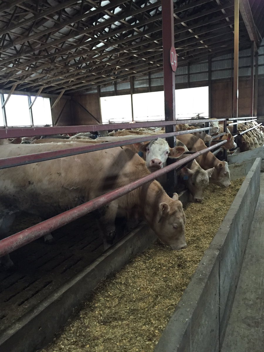 KenSchaus's tweet photo. Pen Charolais steers 
Alberta Origin
103 days 
4.14/lbs day
70 more days to go https://t.co/xbhIL7akI7