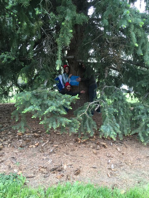 roxyrmusix's tweet image. Blue spruce #teamzissou #questival #treehuggerz