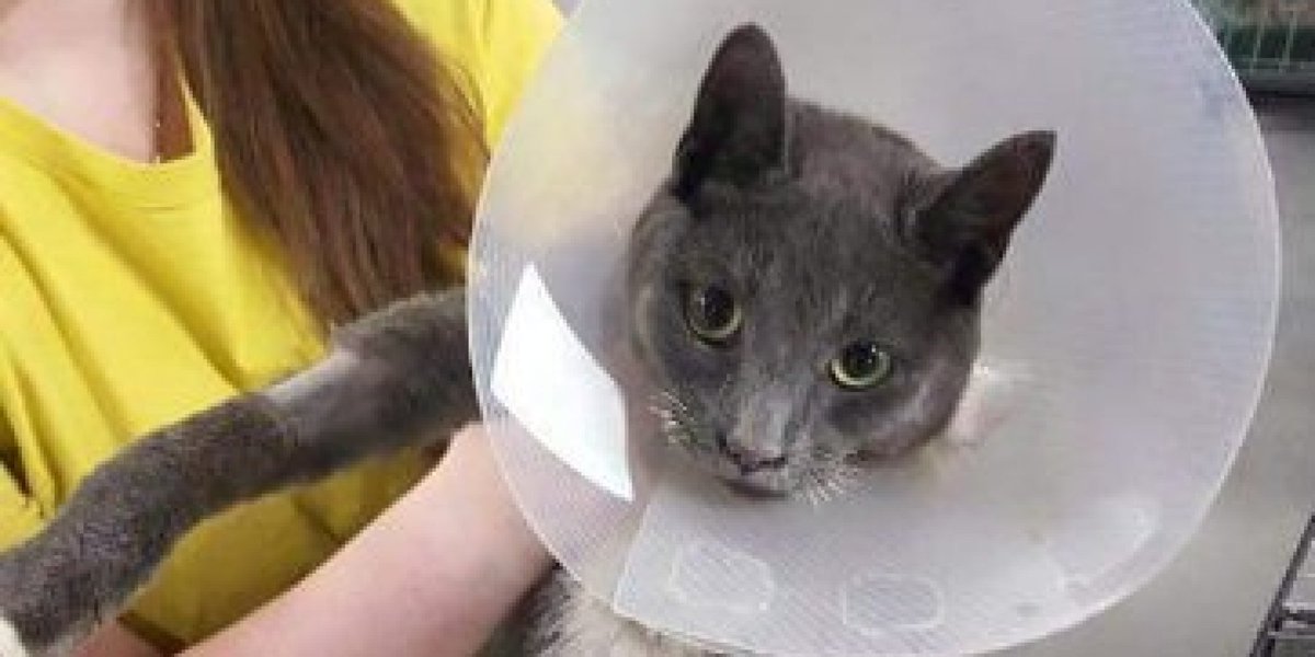 HuffPostAlberta's tweet photo. Fort McMurray cat survives wildfire by hiding in a stove https://t.co/8KZrnhuMUI #ymmfire https://t.co/AR2Ywbyh7U