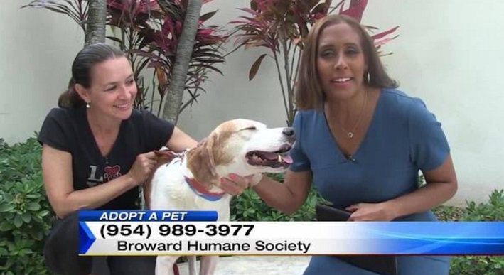 Today's Adopt a Pet: Meet Hank local10.com/video/adopt-a-… https://t.co/N9WjQnTRbC