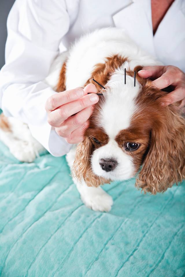 AVMAJAVMA's tweet photo. #Acupuncture specialty petition denied https://t.co/3a4Ney32yQ https://t.co/1231XpuFvc