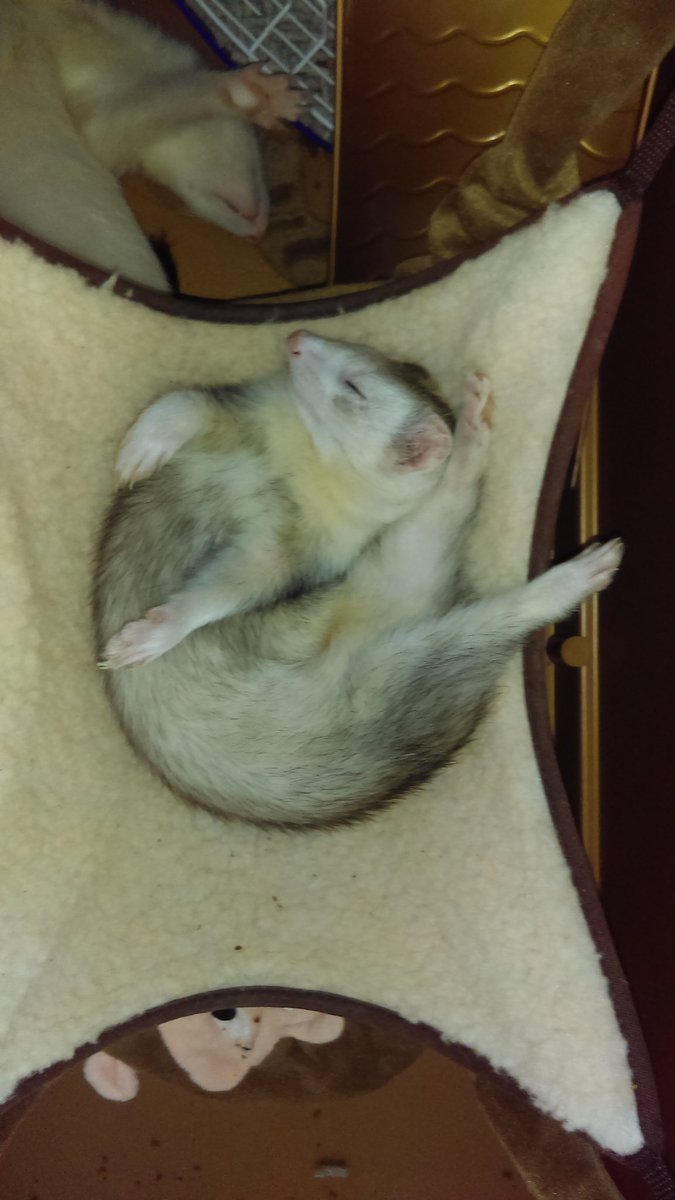 AltizerAol's tweet photo. #sleepsmode https://t.co/0NaVqOGE5W