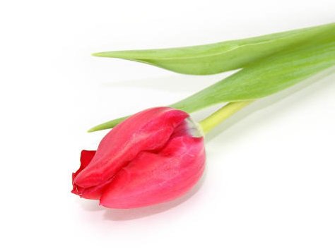 theknot's tweet photo. Your guide to wedding flowers: https://t.co/6WHLzuQR6I https://t.co/y1yp0iZ1QN