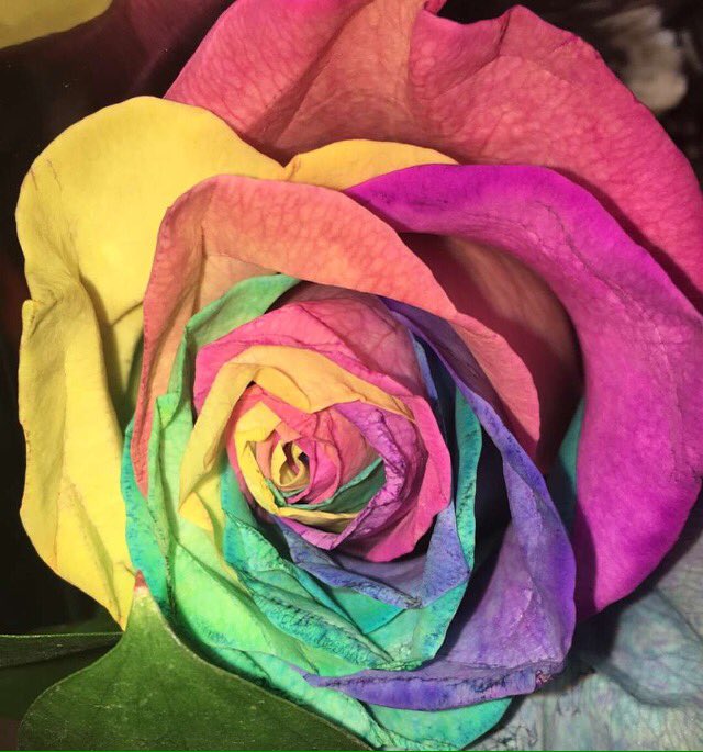 jackallyswift's tweet photo. Beautiful rainbow rose #Rose #Rainbow #Colorful #Color https://t.co/7lJxhIdLUI