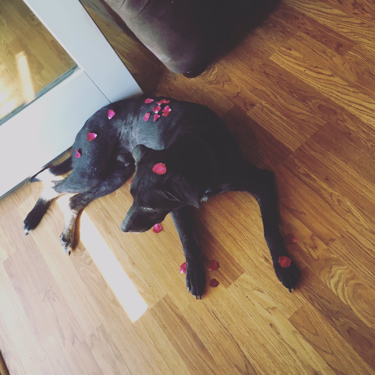 vtaylorrr_'s tweet photo. Champ looks so cute lets c how many likes he can get😂 https://t.co/MIYJG5xY0i
