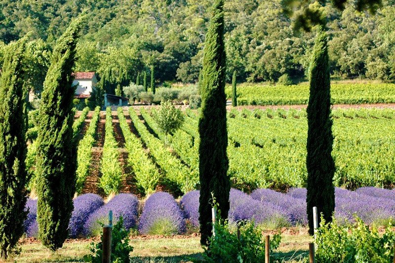 lesgrappes's tweet photo. La France, 1er pays #producteur des #vins rosés dans le monde https://t.co/uWD6Cgax9c #rosé https://t.co/ngEye6EE2c