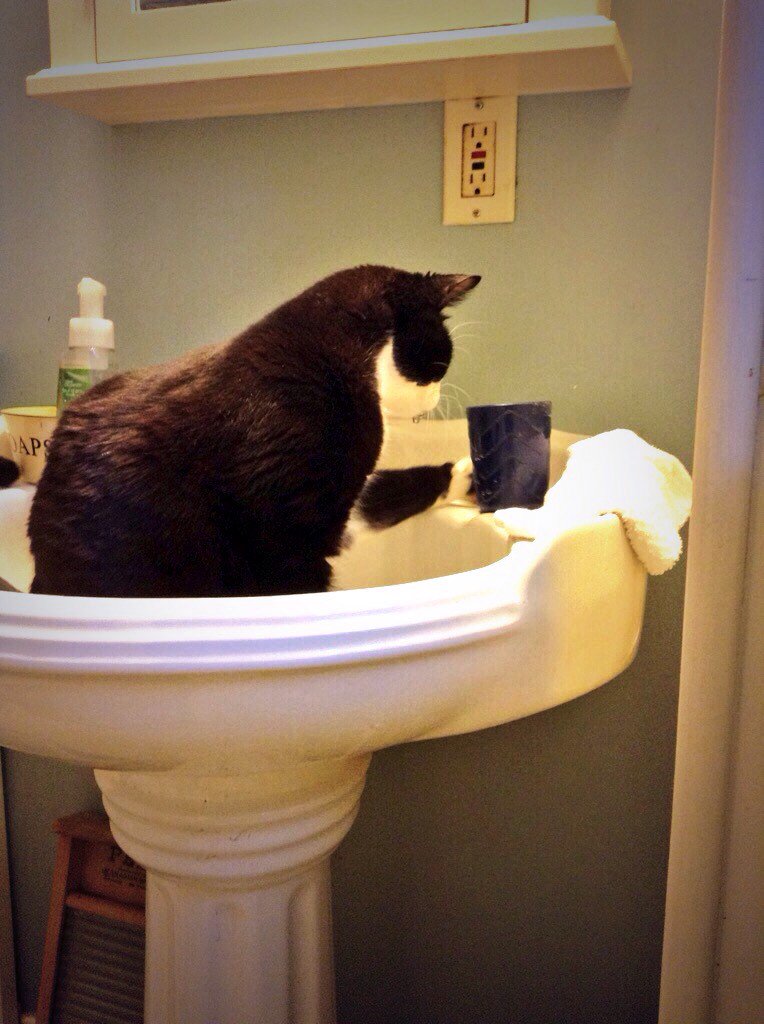 AlexandraLSmit2's tweet image. George on anything goes #Caturday. #tuxiesrule #CatsOfTwitter