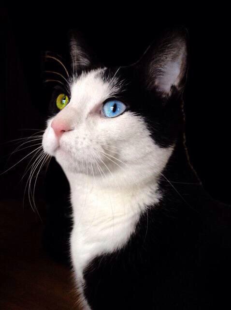 AlexandraLSmit2's tweet image. George on anything goes #Caturday. #tuxiesrule #CatsOfTwitter