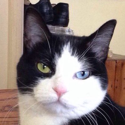 AlexandraLSmit2's tweet image. George on anything goes #Caturday. #tuxiesrule #CatsOfTwitter