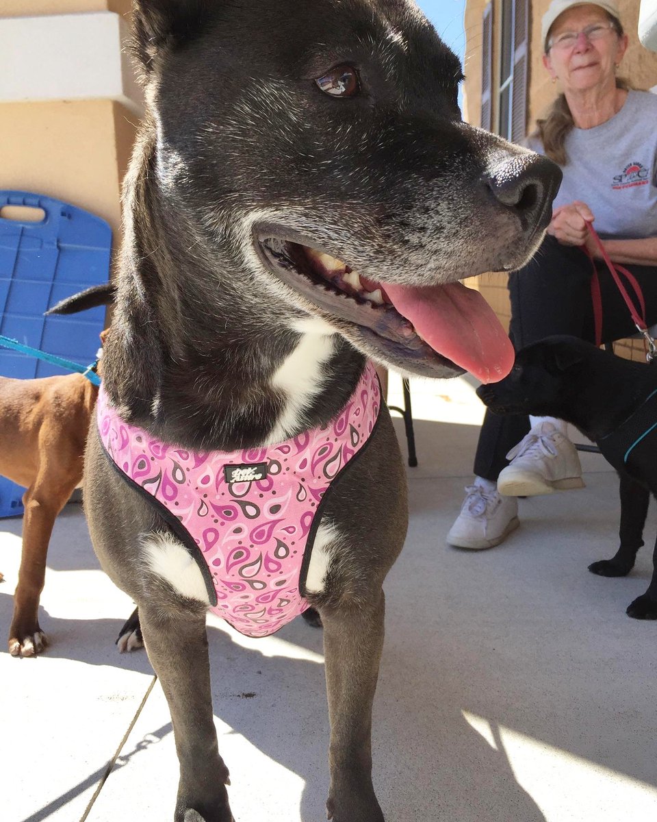 Outer Banks SPCA tweet media