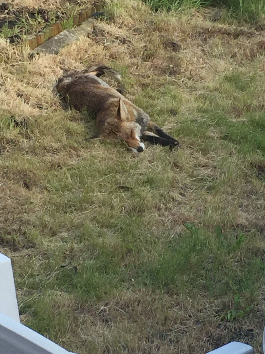 LauraHarrisLDN's tweet photo. #PeckhamWildlife https://t.co/i7w8u7FT2l