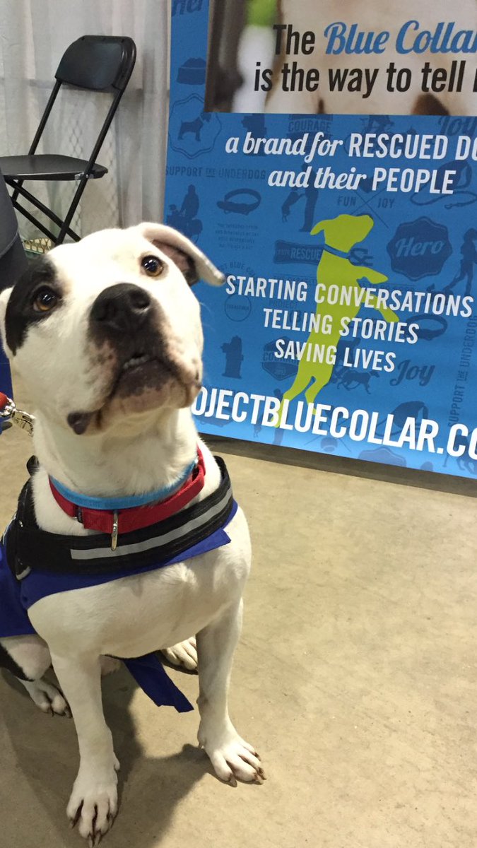 ProjBlueCollar's tweet photo. Handsome adoptable George from @AdoptaPitrescue stopped by to get a #bluecollar at #fetchafriend - what a hunk! https://t.co/Tg1oVfUF4h
