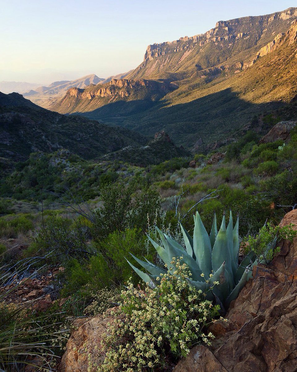 eFotoGuide's tweet photo. A mile up Lost Mine Trail in @BigBendNPS is just as beautiful as making it all the way up! This is Juniper Canyon: https://t.co/ESMCXorogP