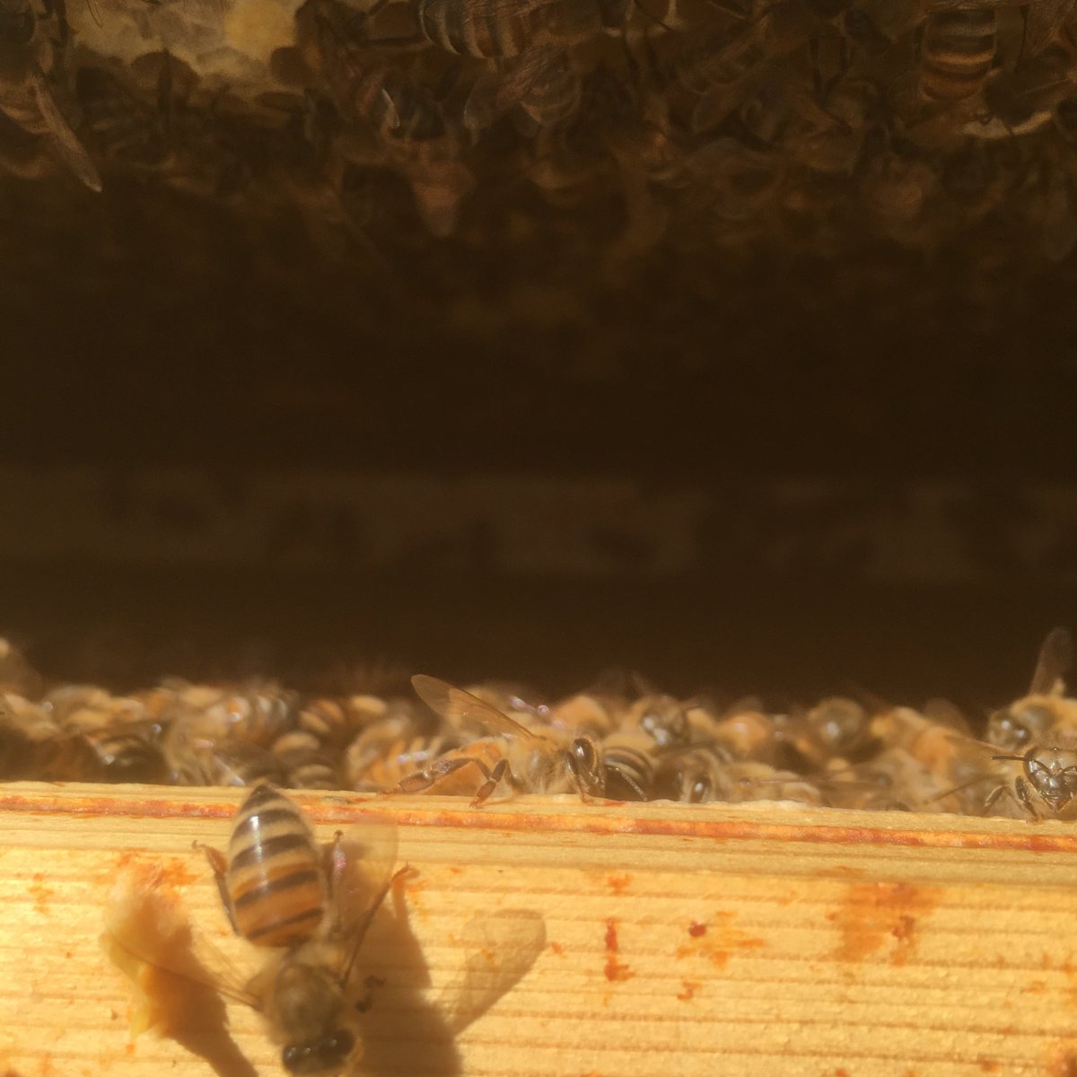 And the dat is rounded by the pleasure of a thriving hive