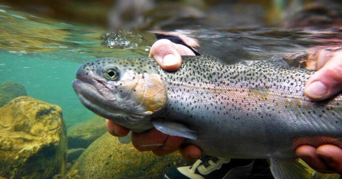 50 Ways to Catch Spring Trout fieldandstream.com/articles/fishi…