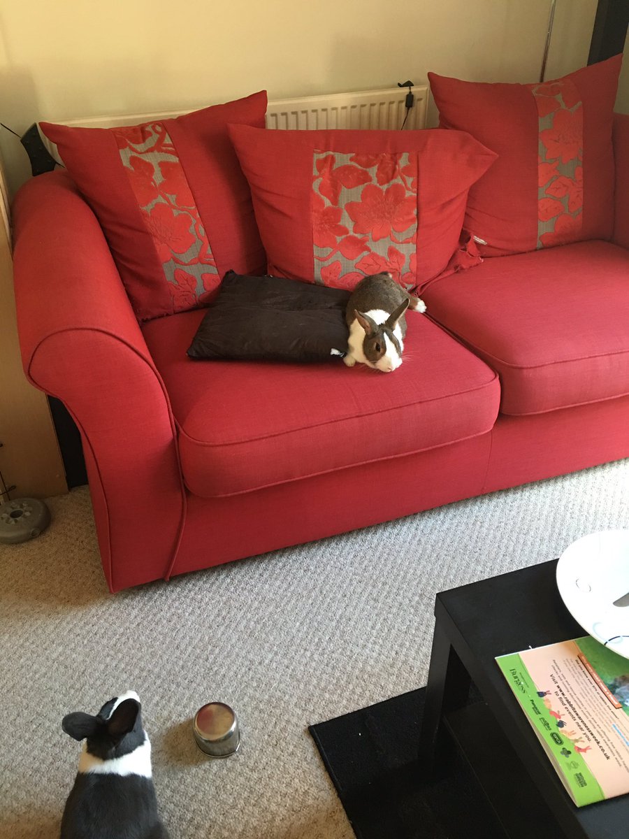WafflesWillow's tweet image. We seem to have a jealous Waffles looking on here... #sofarabbit #rabbits #saturday #chillout