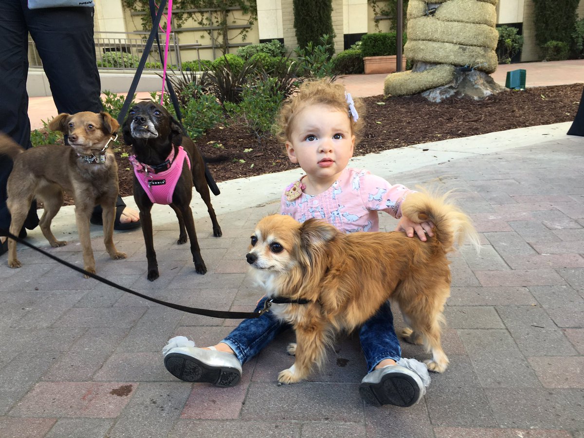 JoyboundTweets's tweet photo. Meet a furry friend or two at #AOB2016 - there's lots of adoptable pets who can't wait to meet you! https://t.co/19vQWX15jc