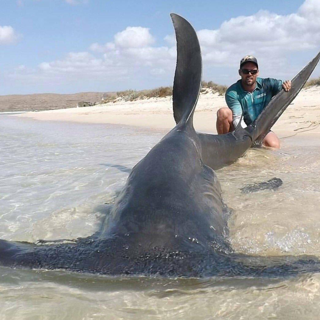iamfishyaf's tweet photo. What an awesome shot by @josh_butterworth - #sharkfishing #iflf #ifuckinglovefishing https://t.co/cyr9zfuxmG