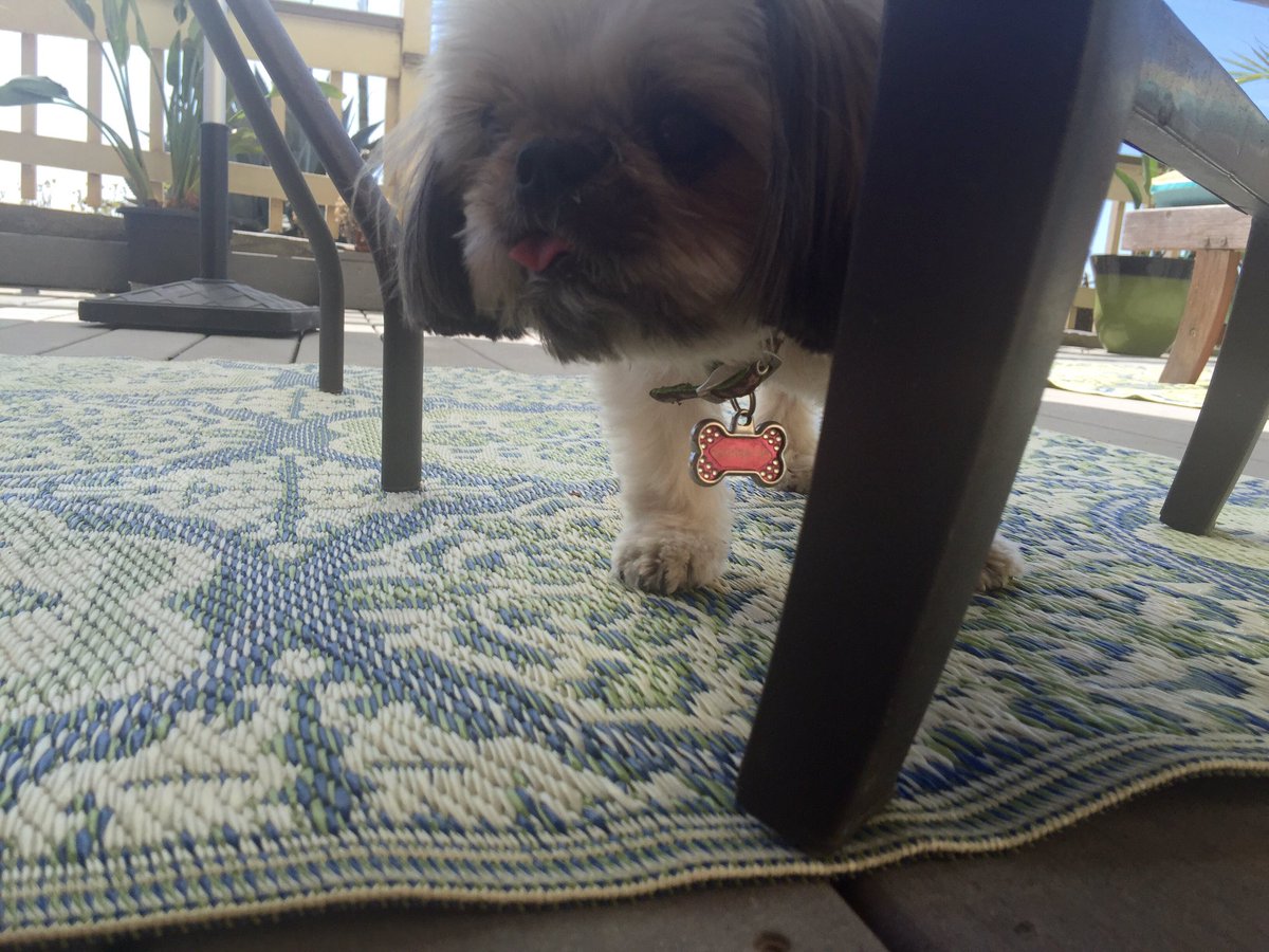 QuirkyPup's tweet image. I'm totally hidden here