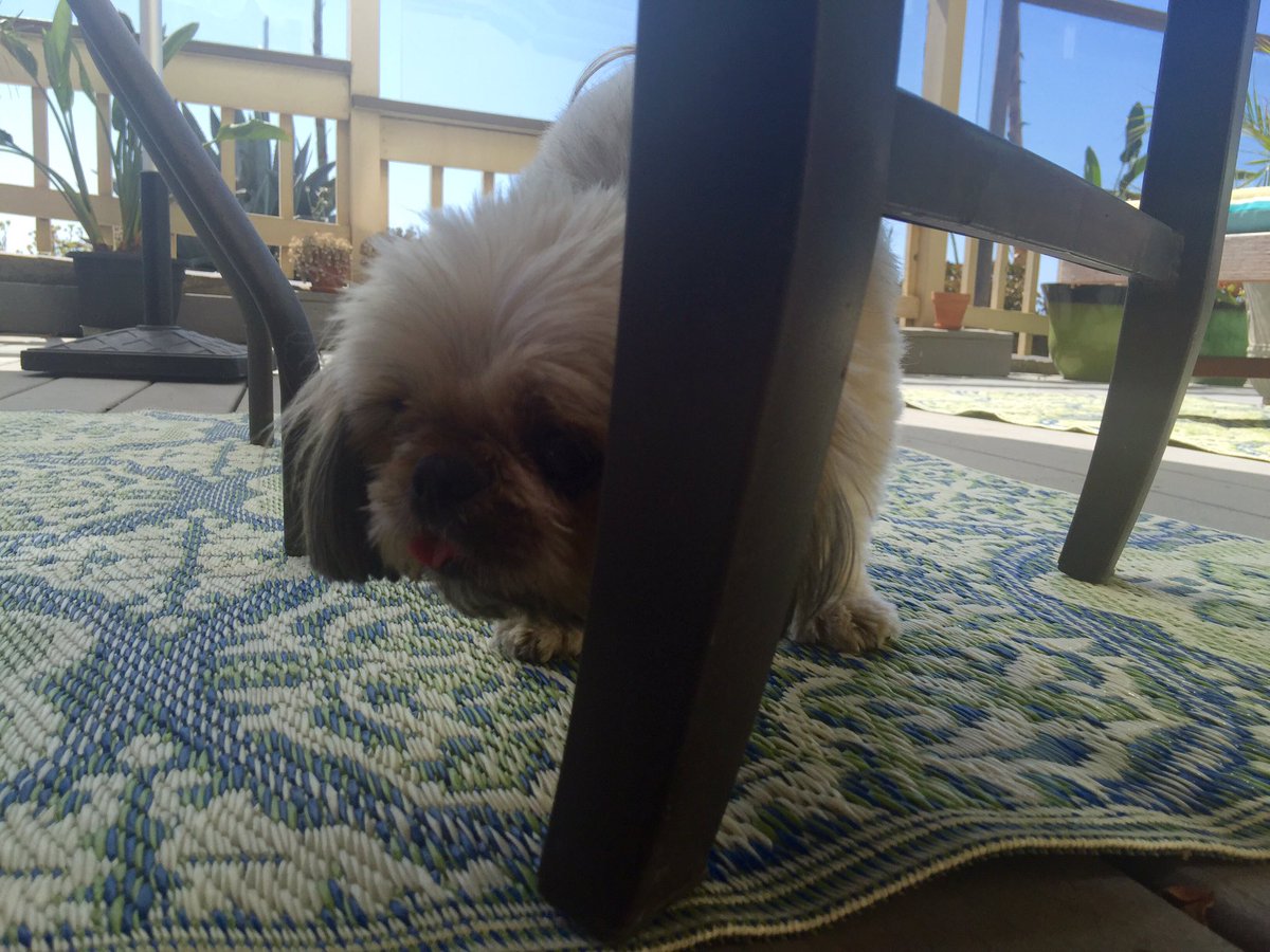 QuirkyPup's tweet image. I'm totally hidden here