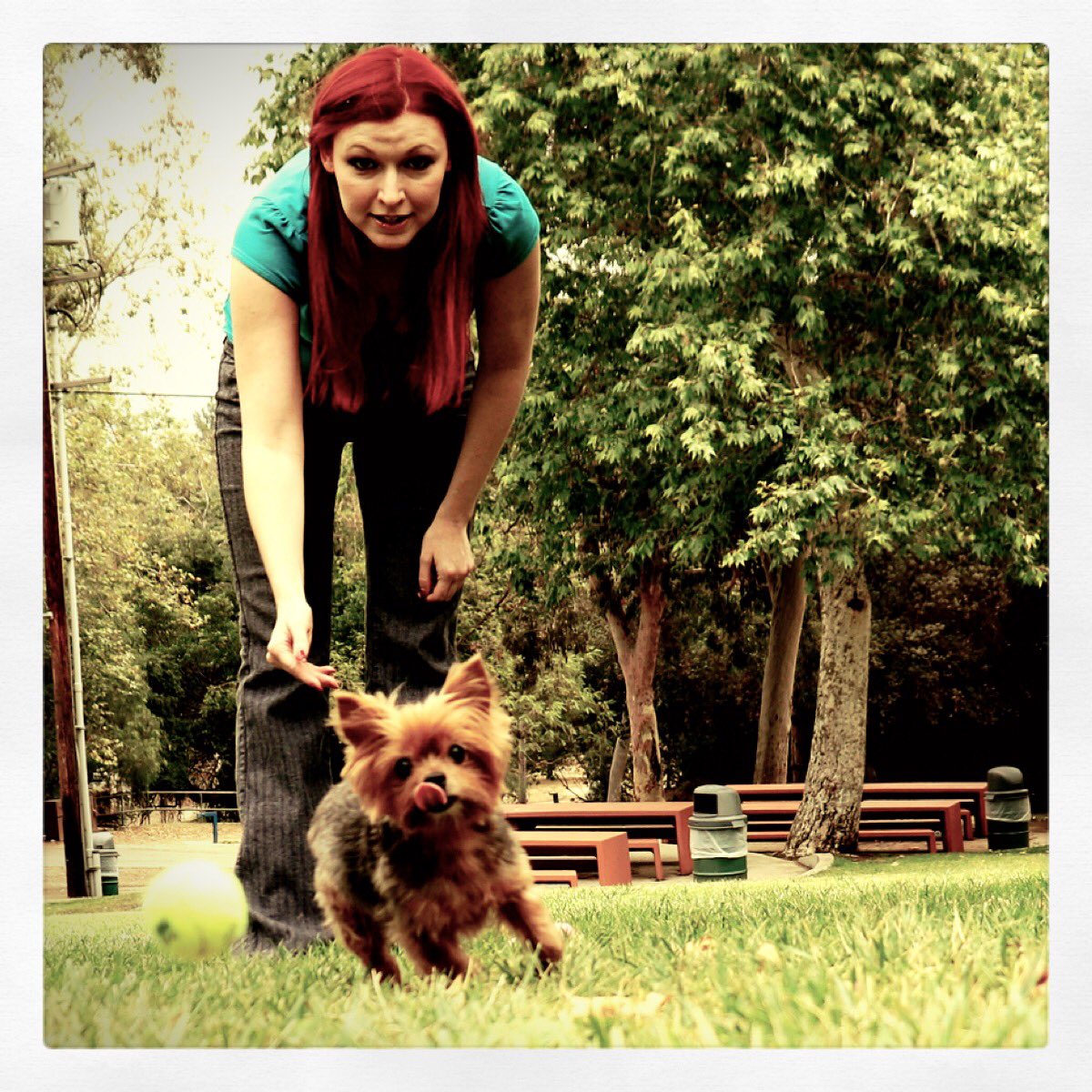 danielleinks13's tweet image. #JavaBean stole the focus when we did a #photoshoot last Monday. #YorkiesRule #mydogisthecutest #doggiemommy