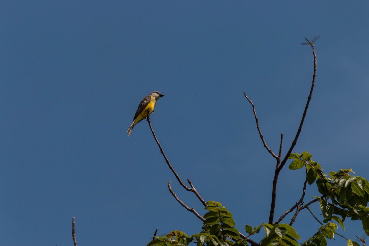 Roberto Bonilla tweet media