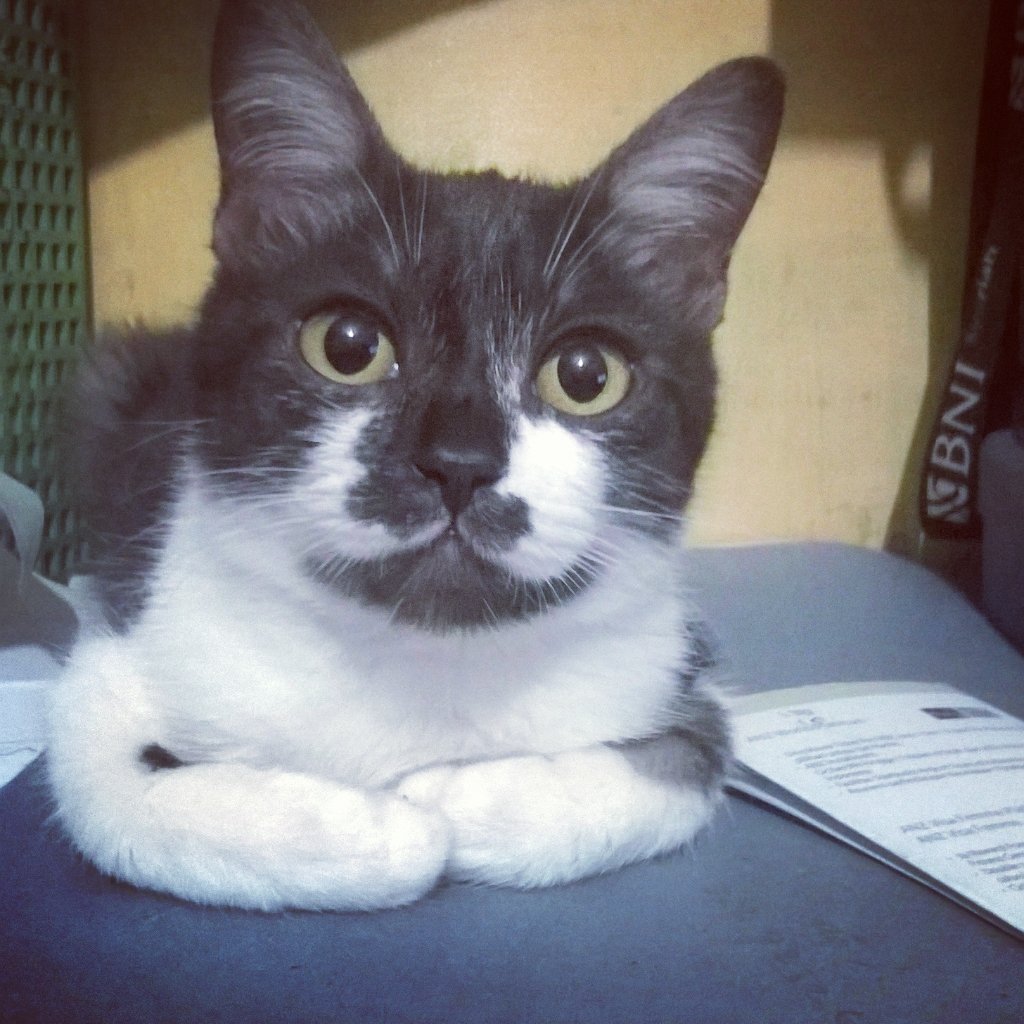 Mikko