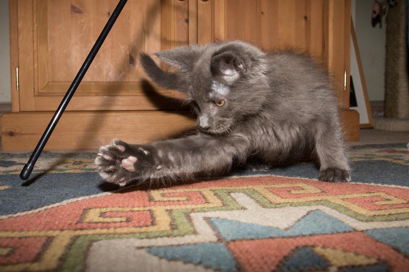 M1ke_A's tweet photo. Latest addition to the house getting settled in. #play #claws #kitten #pounce #highspeedflash https://t.co/U1zaJGN8bG