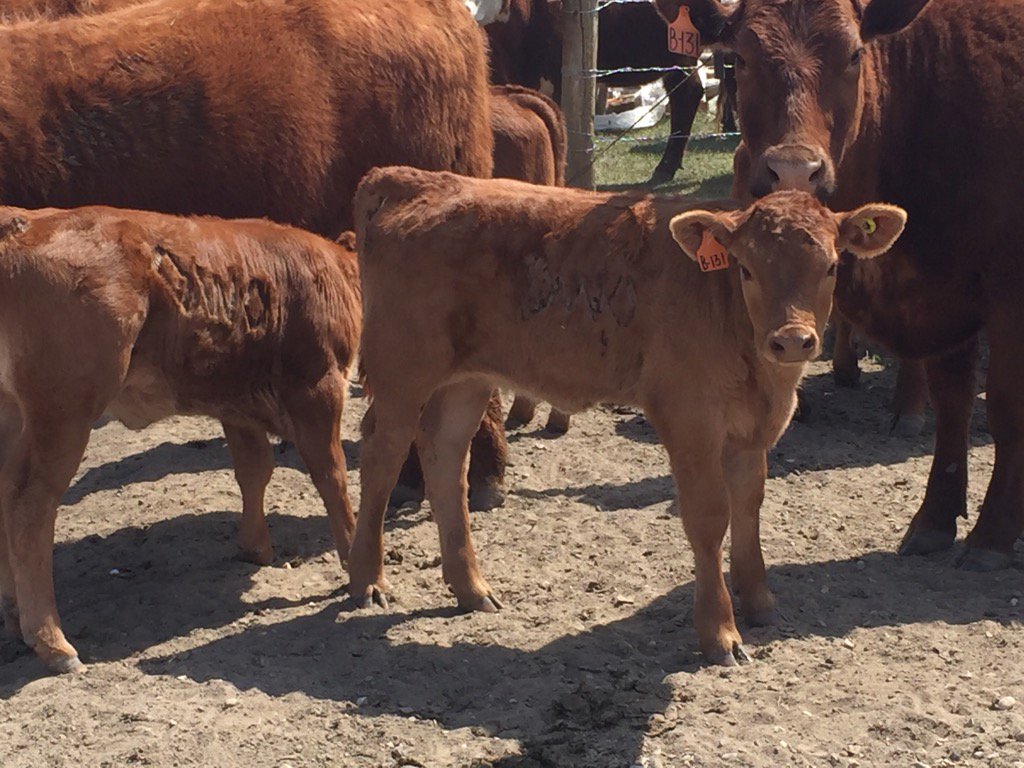 whiskeycreek_AB's tweet photo. Calves are growing like bad weeds on the green grass! #firstcalvers https://t.co/KQiw1Q6DAJ