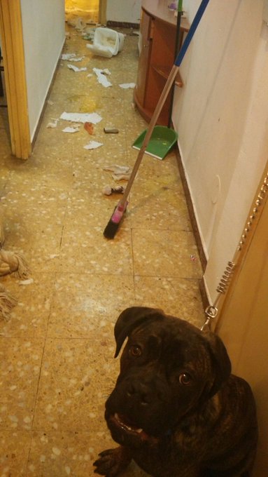 Llegar de trabajr y encontrar esto @_Lilyan_ #canecorso #pug #Destroyed https://t.co/7WHSFhGz4n<a class="tags" href="/tag/_lilyan_">@_lilyan_</a><a href="/tag/canecorso"class="tags">#canecorso</a><a href="/tag/pug"class="tags"><span>#pug</span></a><a href="/tag/destroyed"class="tags"><span>#destroyed</span></a>