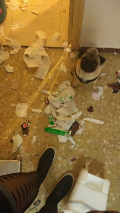 Llegar de trabajr y encontrar esto @_Lilyan_ #canecorso #pug #Destroyed https://t.co/7WHSFhGz4n<a class="tags" href="/tag/_lilyan_">@_lilyan_</a><a href="/tag/canecorso"class="tags">#canecorso</a><a href="/tag/pug"class="tags"><span>#pug</span></a><a href="/tag/destroyed"class="tags"><span>#destroyed</span></a>
