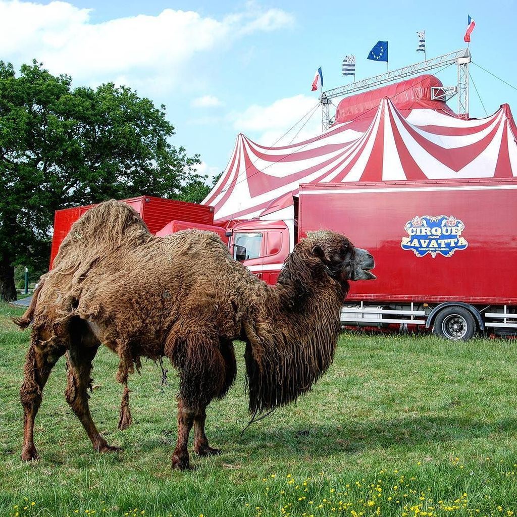 Karent_Kat's tweet image. #zavata se couvre de #Gwennhadu !!
#Cirque #chameaux #lama #rouge
