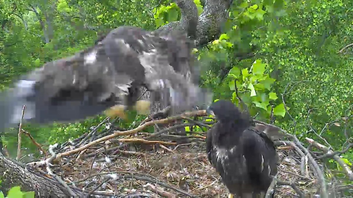 tracytwilson's tweet photo. Eagling! #dceaglecam #FeetInAir https://t.co/GAkRb2GKJo