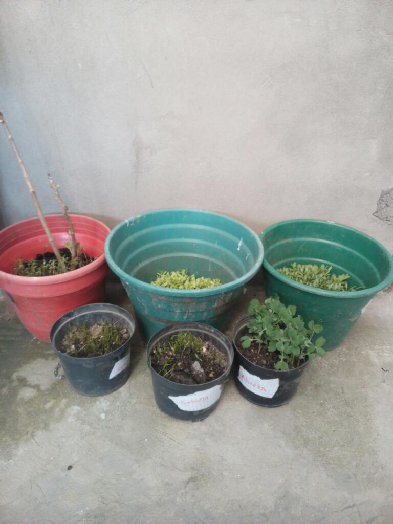 2420Gallardo's tweet photo. @CultivandoITI  hay esta mi semillero https://t.co/JbVl8GM43y